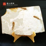 Западный лиаонинг волк волк ископаемые ископаемые характеристики оригинальная тарелка наблюдать за каменными каменными каменными висками животных.