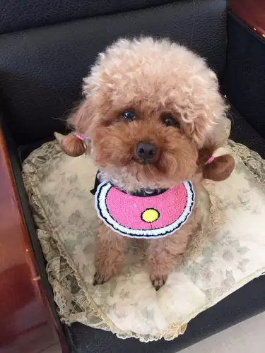 Слюнявчик, шарф, нагрудник, бумажные салфетки, в корейском стиле