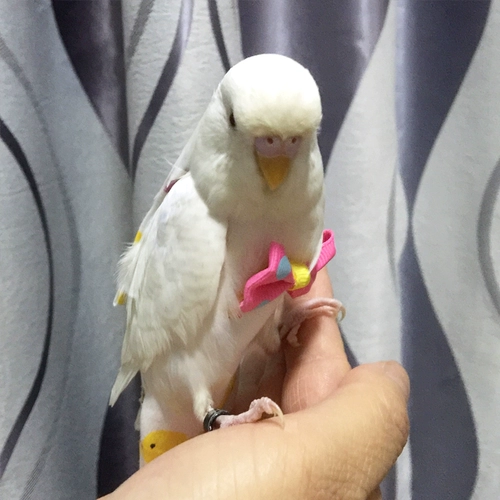 Бержаная моча без мокрого попугая, летающая чистое хлопок тонкий пион таинственный тигр кожа