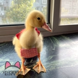 Yoyo Custom Duck Clothing Kor Duck Duck Duck Duck Duck Duck Duck Poy Grap