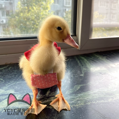 Yoyo Custom Duck Clothing Kor Duck Duck Duck Duck Duck Duck Duck Poy Grap