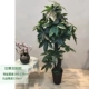 1,7 метра Ruyi Fortune Tree+Pot
