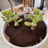 Заводская прямая запас ферментированного кофе сухого остатка, цветочные удобрения, питательный цветочный кислотный остаток кофе 900 грамм бесплатной доставки