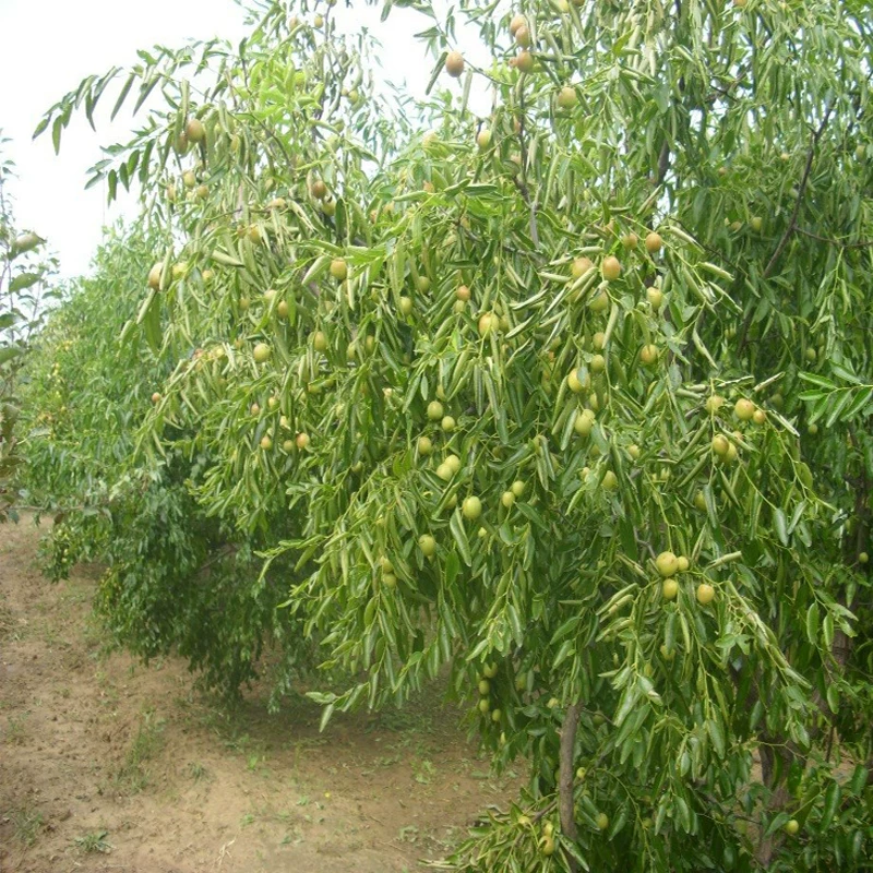 [Jujube tree live seedling grafted seedling with fruit in year huge Jin-si green jujube planted in courtyard for north south winter jujube seedling]
