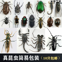 Образец бабочек насекомых настоящий насекомые животные 锹 Жук Tieniu Teacher Education Reps не сырые насекомые более 20 юаней Бесплатная доставка