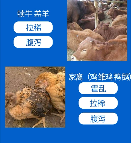 Белый -Сан -зверь Wenge San использует участок свиней кишечной палочки с растяжением, чтобы остановить диарею