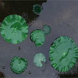 Симуляция лотос лист eva ruffle drifting lotus leaf lotus gotus сцены пруда полна 20 юаней бесплатной доставки