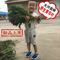 Новые товары Heilongjiang Province Natural Wild Scutellaria baicalensis Wild Scutellaria чай, небольшие стебли Scutellaria и оставляет 500 граммов без серы.