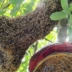 Nuôi ong thu hoạch tre, thiết bị nuôi ong, lồng ong đơn giản, nuôi ong, các sản phẩm ong khác, thu thập lồng ong