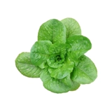 Конечная семена салата, салат, семена овощей, семена семян, четыре сезона, посеянные весенние сезон, овощи в горшках, летний балкон, осень и зимняя посадка