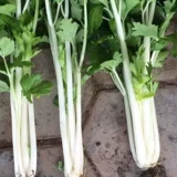Семена сельдерея Белоснежного белого цвета Цвет знаменитости знаменитости семян семян семян.
