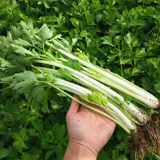 Семена сельдерея Белоснежного белого цвета Цвет знаменитости знаменитости семян семян семян.