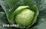 Семена капусты Хуа на Кайши Донгли весна и осенние зеленые, зеленые, зеленые семена, четыре сезона семян капусты, устойчивая жара осень и зимняя весна
