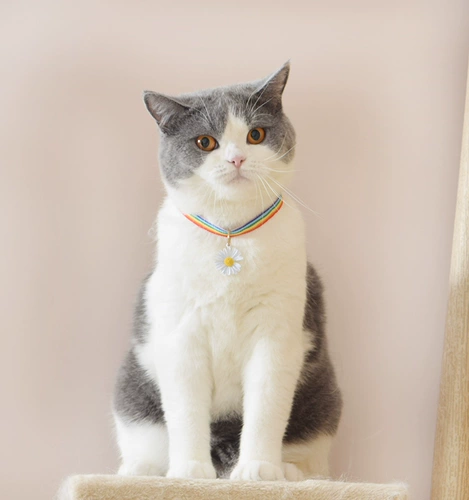 Радужный чокер, колокольчик, шарф, ожерелье, милый аксессуар, кот, в цветочек, котенок