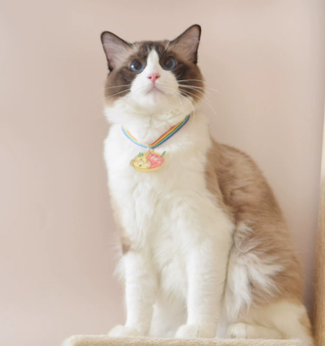 Радужный чокер, колокольчик, шарф, ожерелье, милый аксессуар, кот, в цветочек, котенок