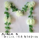 Мисс хризантема белый зеленый 1 кусок