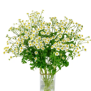 Little Fresh Chamomile 5-7 веточек [предварительная продажа]
