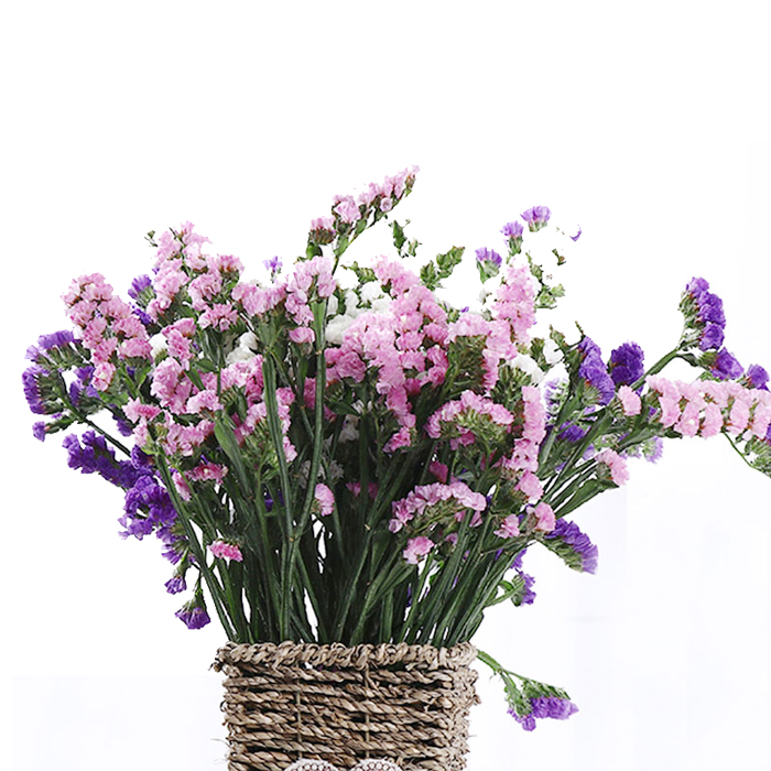 勿忘我云南干花500g