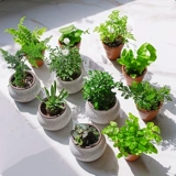 Большой палец в горшке с мхом, микро-пейзаж, креативное маленькое растение, дерево, офисный рабочий стол, бонсай, милые свежие зеленые растения