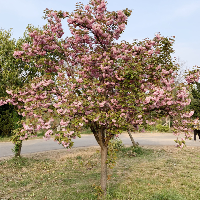 正宗日本樱花树苗庭院晚樱种植风景树盆栽植物景观树大型绿化苗木