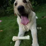 Собачья мого золото золотой мао ​​Золотой репон