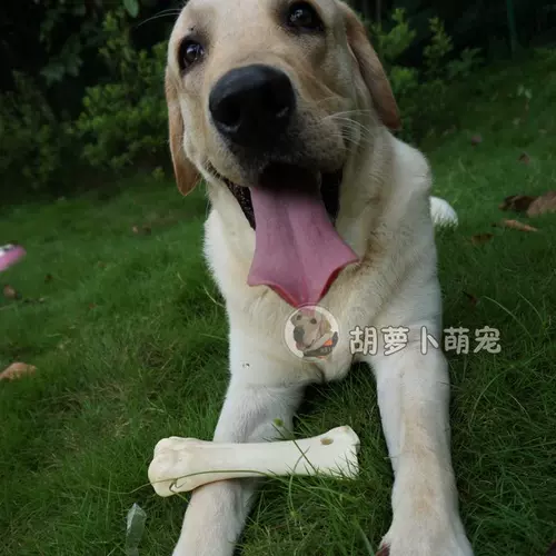 Собачья мого золото золотой мао ​​Золотой репон