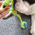 Pet rope knot đồ chơi mol cắn cat dog knot rope đồ chơi sạch răng đồ chơi tương tác cotton rope dog đào tạo đồ chơi bộ đồ chơi cho chó Mèo / Chó Đồ chơi