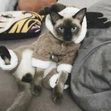 Чистая красная щенка собаки осень и зимняя глубокая одежда Тедди четыре квадрата превратились в одежду для домашних животных с собаками