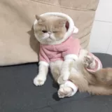 Кошачья одежда милая маленькая свинья густая осень и зимняя голуба