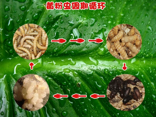 Арагонская федерация арагона