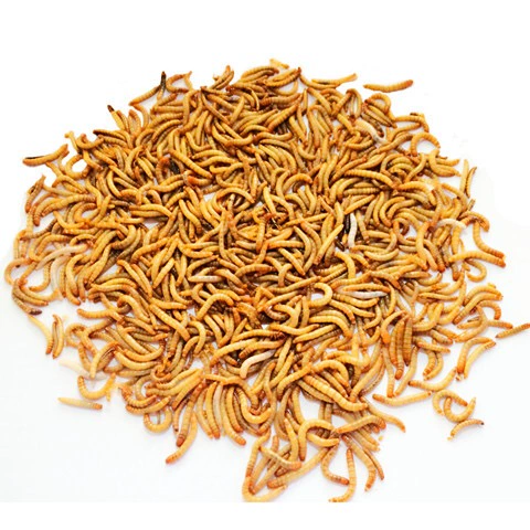 Арагонская федерация арагона