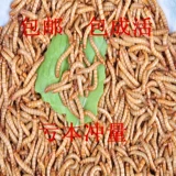 Живые тела хлебного червя, засоры, руки, ящерица, ящерица ящерицы и племя