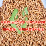 Живые тела хлебного червя, засоры, руки, ящерица, ящерица ящерицы и племя