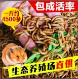 Живые тела хлебного червя, засоры, руки, ящерица, ящерица ящерицы и племя