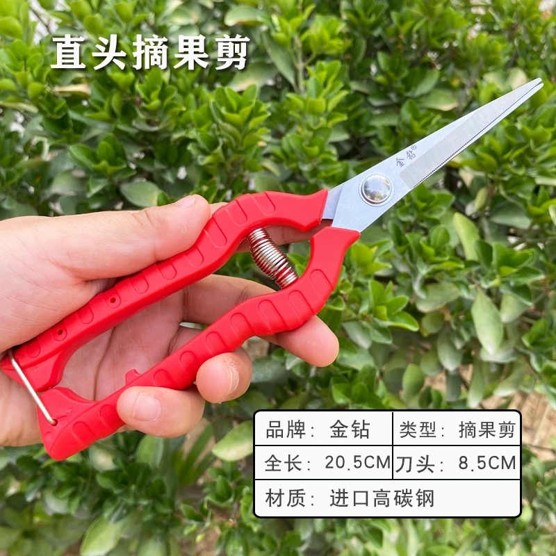 Golden Diamond Straight Scissorsrare fruit repair Fruit scissors Sato wood Fruit picking scissors Grape Pruning special-purpose scissors sparse flower sparse fruit Scissors pick tool