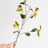 Моделирование растения в горшках лимонного дерева