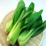 Коротко -подключенные семена зеленого стебля Fuji