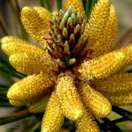 Бесплатная доставка Чистая натуральная сосна пыльца, сахар без сахара, без добавленной сосны Длинной сосновой порошок сосновой сосны, разбивая стенка для сосны 250 г