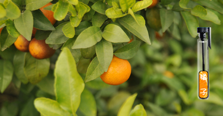 Thỉnh thoảng tư nhân cam cam citrus nước hoa cô gái nước hoa kéo dài ánh sáng hương thơm sinh viên trái cây tự nhiên