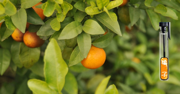 Thỉnh thoảng tư nhân cam cam citrus nước hoa cô gái nước hoa kéo dài ánh sáng hương thơm sinh viên trái cây tự nhiên
