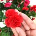 Mô phỏng hoa hồng 72 đầu mây nho hoa giả hoa lụa điều hòa không khí trong nhà trang trí đám cưới - Hoa nhân tạo / Cây / Trái cây hoa tulip giả Hoa nhân tạo / Cây / Trái cây
