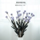 Purple Chuanmei (2 ветви)
