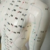 Đồng y tế cơ thể con người ngay vào huyệt châm cứu kinh tuyến massage font cơ thể phần nhỏ skeleton mô hình tĩnh đồ chơi mô hình anime Chế độ tĩnh