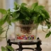 Bình thủy canh bình thủy tinh hình chữ nhật bể cá Guanyin bình thủy tinh chai vuông - Vase / Bồn hoa & Kệ