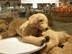 IKEA Gusi Geden con chó nhỏ màu vàng con chó lớn màu vàng con hai ha đồ ​​chơi sang trọng con chó đồ chơi lợn năm cô gái - Đồ chơi mềm Đồ chơi mềm