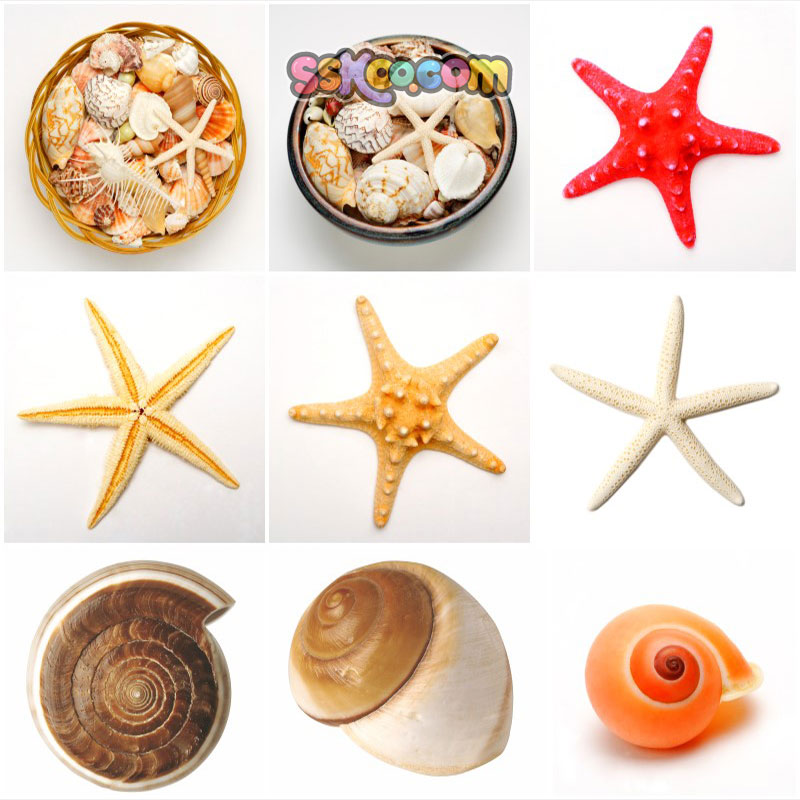 贝壳海螺海星高清JPG摄影特写照片4K壁纸背景图片插图设计素材