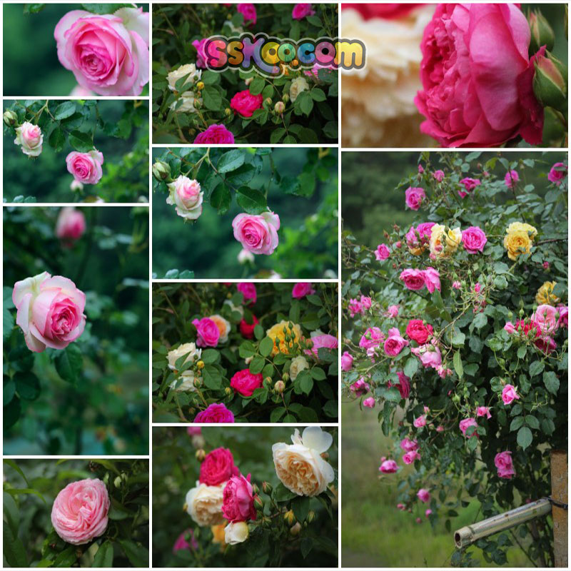 玫瑰花月季场景高清JPG摄影特写照片4K壁纸背景图片插图设计素材