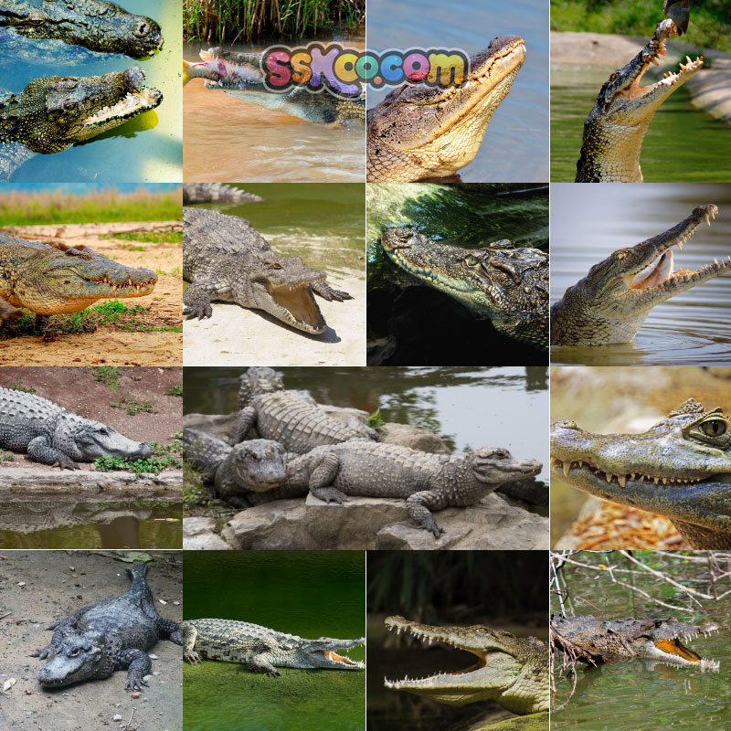 高清JPG素材鳄鱼图片长短吻鳄扬子鳄爬行野生动物园摄影特写照