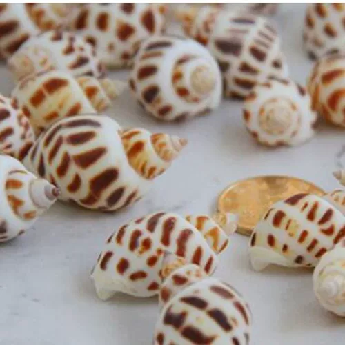 DIY Ocean Bottle Materials Natural Little Shell Shell Shell