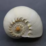 Дадзиан может слушать звук моря, раковина золотой улитки может звучать